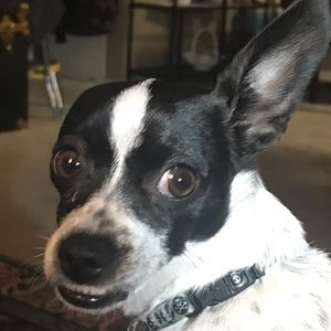 Meet your Posher, Shannon